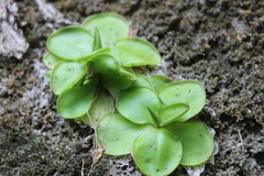 Pinguicula