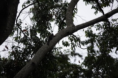 Sciuridae