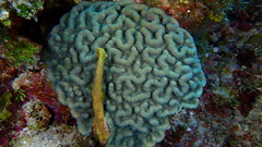 Mycetophyllia