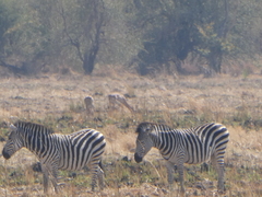 Equus quagga