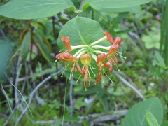 Lonicera hirsuta