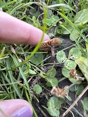 Collybiopsis villosipes