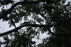 Sciuridae