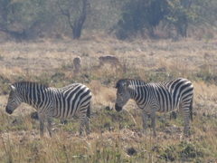 Equus quagga