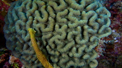 Mycetophyllia