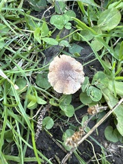 Collybiopsis villosipes