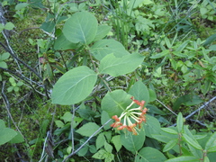 Lonicera hirsuta