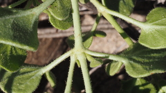 Mirabilis laevis retrorsa