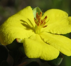 Hibbertia monogyna