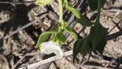 Mirabilis laevis retrorsa