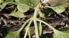 Mirabilis laevis retrorsa