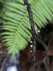 Mycena tenerrima