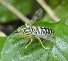 Stictia signata
