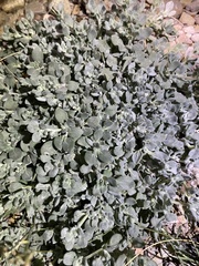 Tiquilia mexicana