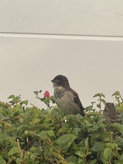 Passer domesticus