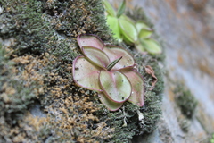 Pinguicula