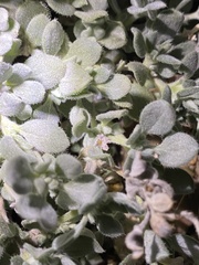 Tiquilia mexicana