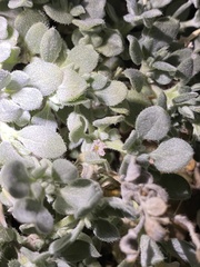Tiquilia mexicana