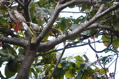 Heliosciurus rufobrachium