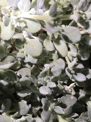 Tiquilia mexicana