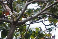 Heliosciurus rufobrachium