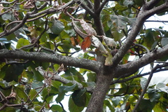 Heliosciurus rufobrachium