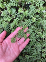 Acaena anserinifolia