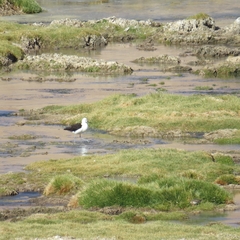 Recurvirostra andina