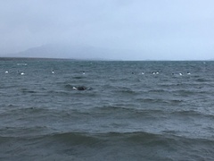 Cygnus melancoryphus