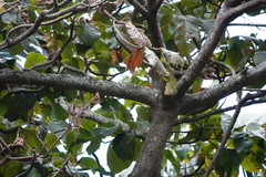 Heliosciurus rufobrachium