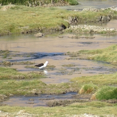 Recurvirostra andina