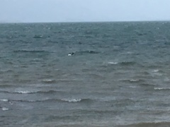 Cygnus melancoryphus