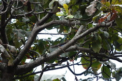 Heliosciurus rufobrachium