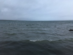 Cygnus melancoryphus