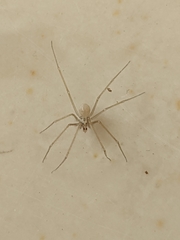 Spermophora senoculata