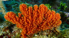 Ptilocaulis walpersii