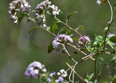 Vernonanthura squamulosa