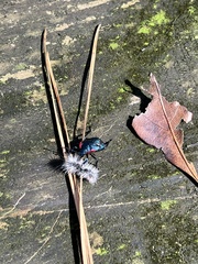 Alcaeorrhynchus grandis