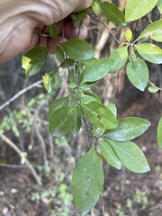 Forestiera acuminata