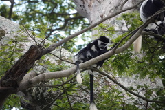 Colobus guereza occidentalis