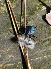 Alcaeorrhynchus grandis