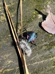 Alcaeorrhynchus grandis