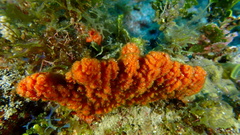 Ptilocaulis walpersii