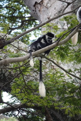 Colobus guereza occidentalis