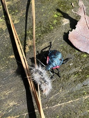 Alcaeorrhynchus grandis