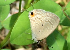 Catochrysops strabo strabo