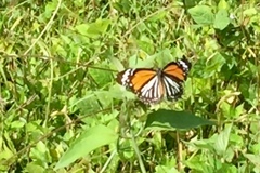 Danaus melanippus hegesippus