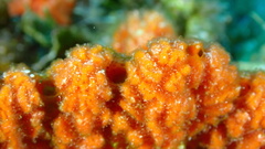 Ptilocaulis walpersii