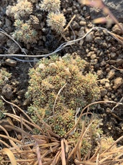 Cusickiella quadricostata