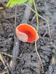 Sarcoscypha austriaca